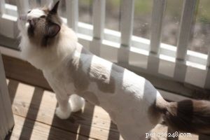 Vous rasez-vous votre chat pour l été ?