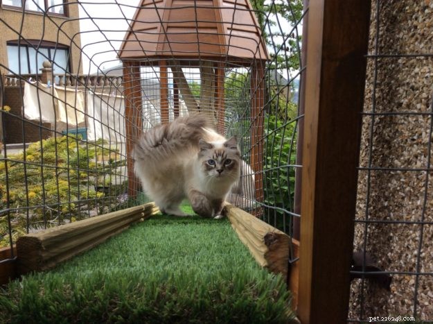 素晴らしい屋外キャットラン–猫のためのキャットウォーク 