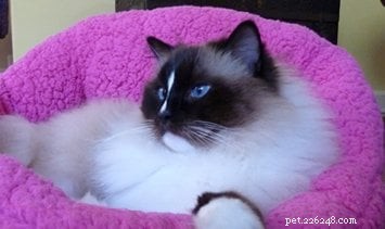 봉제 인형 고양이의 색깔은 무엇입니까?