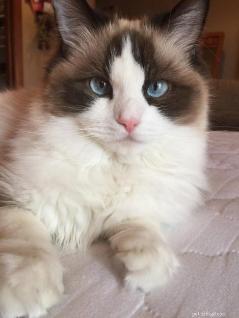 봉제 인형 고양이의 색깔은 무엇입니까?