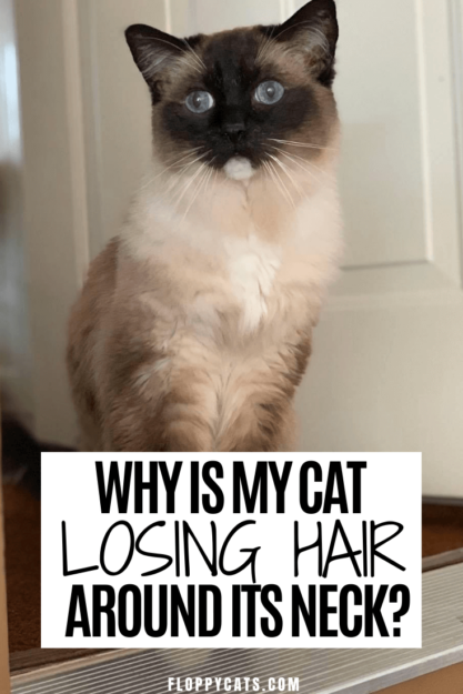 Ti chiedi perché il tuo gatto perde i peli intorno al collo?