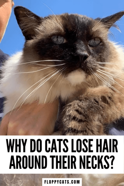 고양이가 목 주위에 털이 빠진 이유가 궁금하십니까?