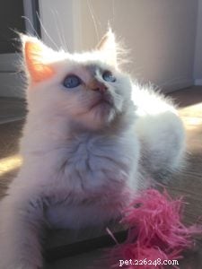 キンバ–今月のラグドール子猫 
