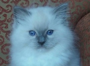 Smokey – Ragdoll de la semaine