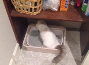 人工的に香り付けされた猫のトイレにノーと言ってください 