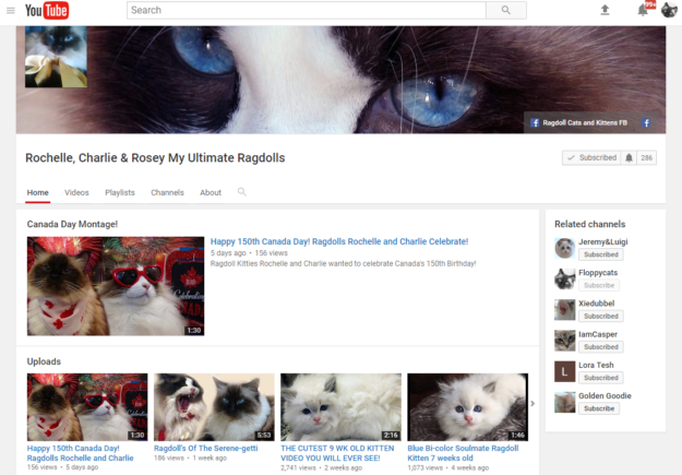 ラグドール猫のYouTubeチャンネル機能：Rochelle、Charlie、Rosey My Ultimate Ragdolls