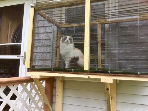 A CATIO for Ragdoll Cats, Leo and Shelby