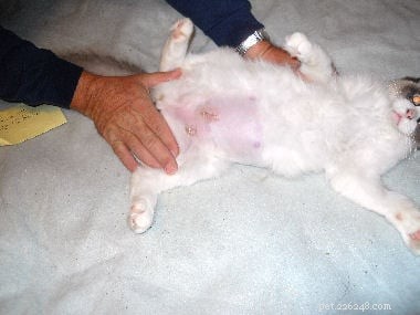 Foto s van Ragdoll-katten met geschoren buik