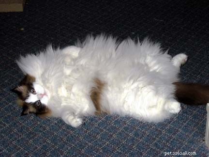 お腹を剃ったラグドール猫の写真 