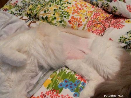 お腹を剃ったラグドール猫の写真 