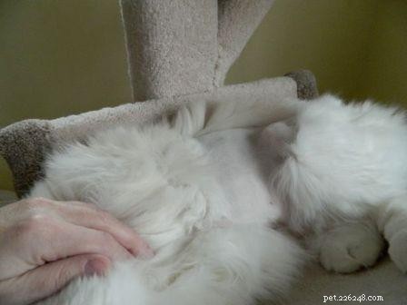 Photos de chats Ragdoll avec le ventre rasé