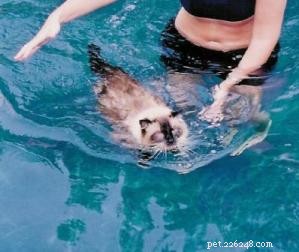 수영하는 래그돌 고양이