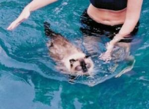 Ragdoll Cats Swimming