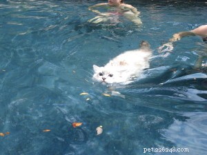 Gatos Ragdoll nadando
