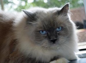 Rajah – Ragdoll van de week