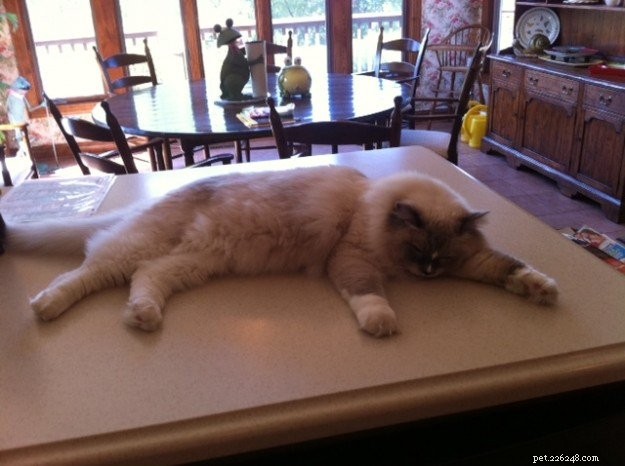 Как держать котенка подальше от кухонного стола