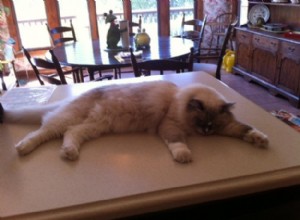 Как держать котенка подальше от кухонного стола
