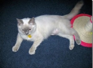 Misty – Ragdoll van de week