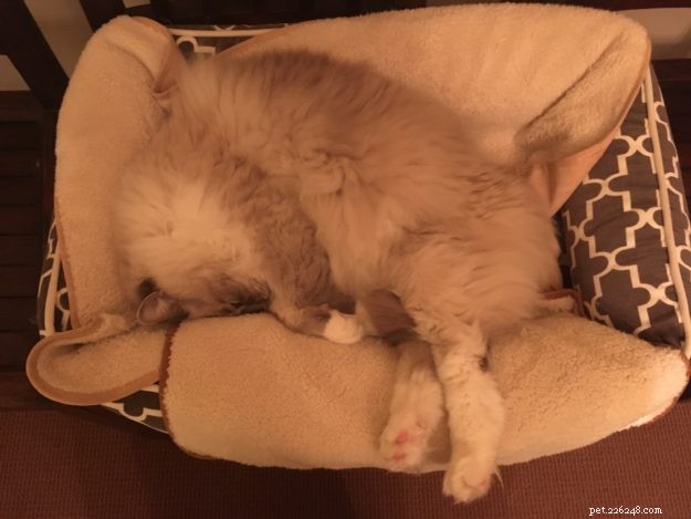 Où votre chat dort-il la nuit ? Discutons !
