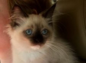 Kaki – Ragdoll Kitten van de Maand