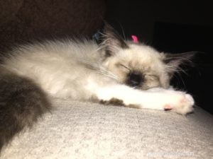 Каки – Рэгдолл котенок месяца
