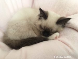 カキ–今月のラグドール子猫 