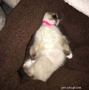 Kaki – Ragdoll Kitten van de Maand