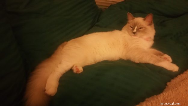 Roxie –今月のラグドール子猫