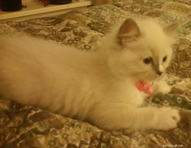 Roxie – koťátko měsíce Ragdoll