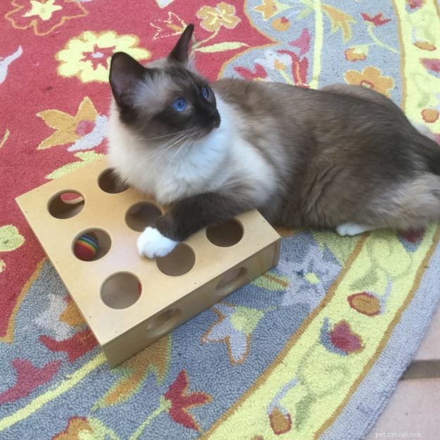 Ragdoll kočka s projektilovým průjmem:Problém vyřešen =)