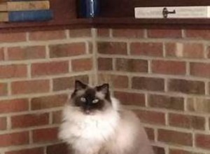 Stella – Ragdoll van de week