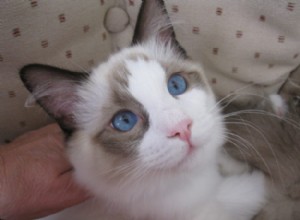 Jaspurr – Ragdoll van de week