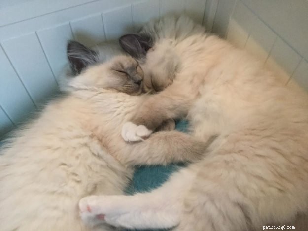 Tessa &Mitzi – Månadens Ragdoll-kattungar