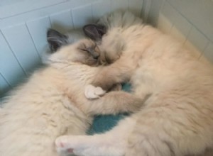 Tessa &Mitzi – koťátka měsíce Ragdoll