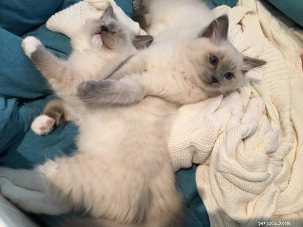 Tessa e Mitzi – I gattini Ragdoll del mese