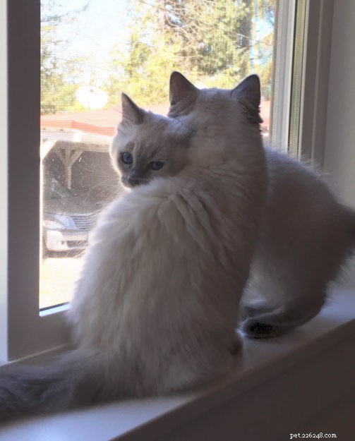 Тесса и Митци – Рэгдолл котята месяца