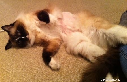 Foto s van Ragdoll-katten die hun slapheid demonstreren