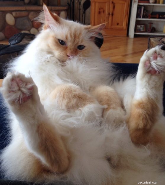ふわふわ感を示すラグドール猫の写真 