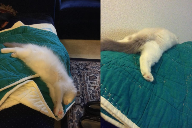 Foto s van Ragdoll-katten die hun slapheid demonstreren