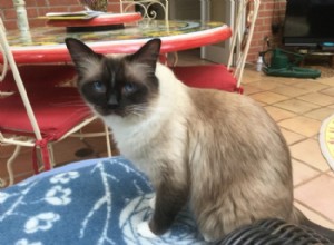 Minkie – Ragdoll van de week