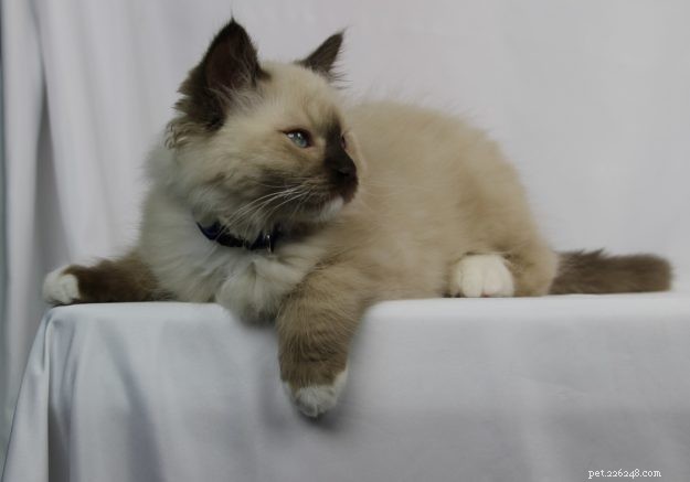 アトム–今月のラグドール子猫 