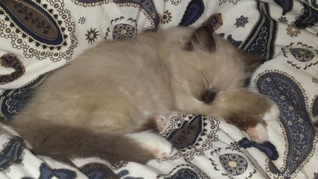 アトム–今月のラグドール子猫 