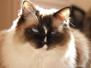 ラグドール猫の写真：シールミットトランジション 