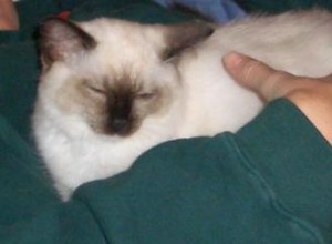 Ragdoll Cat Pictures:The Seal Mitted Transition