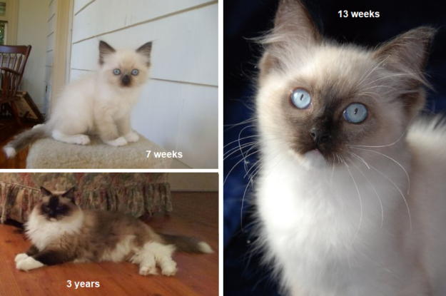 Фотографии рэгдолл-кошки:переходный период в тюленьей рукавице