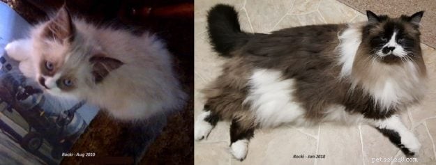 Immagini del gatto Ragdoll:la transizione con il guanto di foca