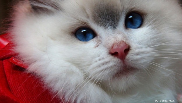 ロージー–今月のラグドール子猫 