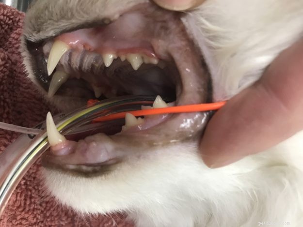 猫の歯のクリーニング手順：11-15-17のラグドール猫のトリッグの歯科 