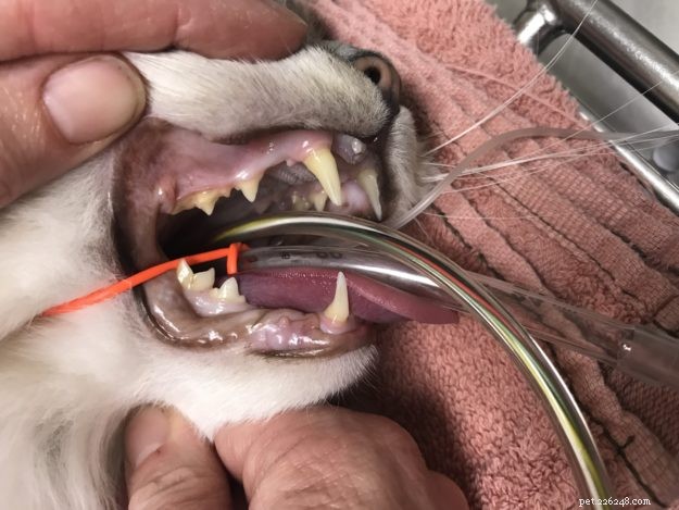 Procédure de nettoyage dentaire pour chat :Ragdoll Cat Trigg’s Dental le 15/11/17