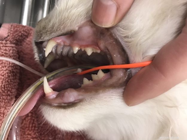 Postup čištění zubů u koček:Ragdoll Cat Trigg’s Dental dne 15.11.17